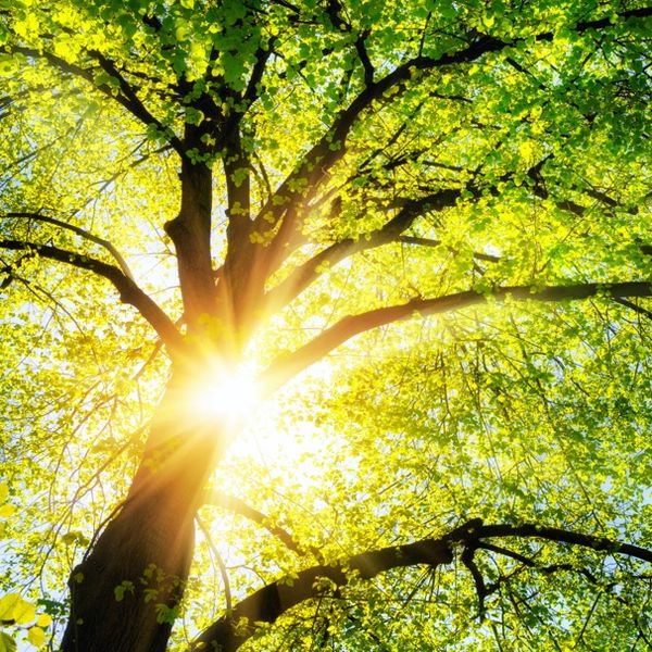 Baum - Paus Malermeister Leistungen