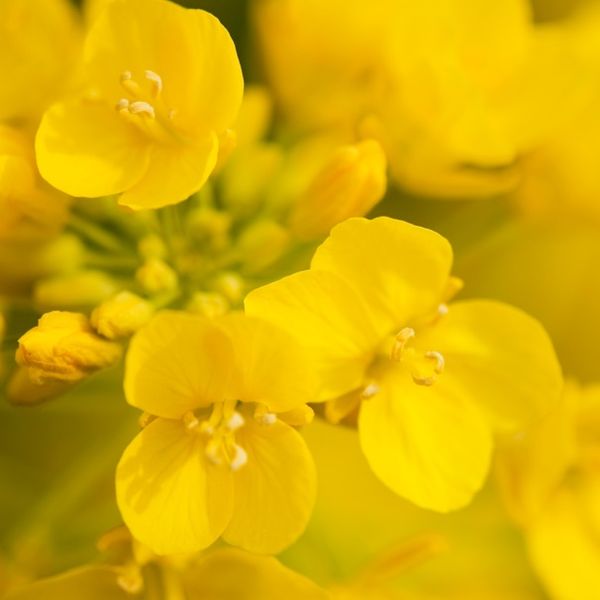 canola Bild Paus Leistungen